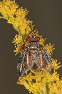 Tachinid Fly -Phasia Hemiptera- on Canadian Goldenrod -Solidago canadensis Tachinid Fly -Phasia Hemiptera- on Canadian Goldenrod -Solidago canadensis