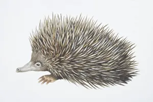 Tachyglossus aculeautus, Short-nosed Echidna, side view Tachyglossus aculeautus, Short-nosed Echidna, side view