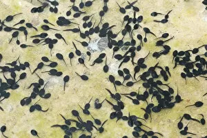Amphibian Collection: Tadpoles of the Common Toad -Bufo bufo- in a muddy puddle, Allgau, Bavaria, Germany