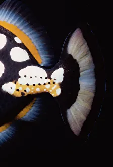 <b class=qtipBold><figcaption>Tail of Clown Triggerfish</figcaption></b><br>Jeff Rotman Underwater Photography, 6395-000132 Tail of Clown Triggerfish