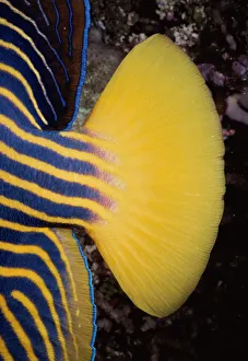 <b class=qtipBold><figcaption>Tail of Emperor Angelfish</figcaption></b><br>Jeff Rotman Underwater Photography, 6395-000133 Tail of Emperor Angelfish