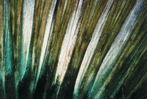 <b class=qtipBold><figcaption>Tail of Lingcod</figcaption></b><br>Jeff Rotman Underwater Photography, a0106-000370 Tail of Lingcod