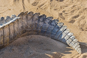 Otjiwarongo Gallery: Tail of a Nile Crocodile -Crocodylus niloticus-, crocodile farm, Otjiwarongo, Namibia