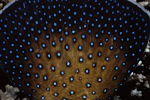 <b class=qtipBold><figcaption>Tail of Peacock Grouper</figcaption></b><br>Jeff Rotman Underwater Photography, 6395-000102 Tail of Peacock Grouper