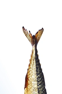 Tail of a smoked Mackerel -Scomber scombrus- Tail of a smoked Mackerel -Scomber scombrus-