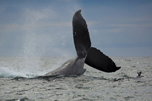 <b class=qtipBold><figcaption>Tail Throw</figcaption></b><br>A humpback whales performs a tail lob in Monterey Bay, California.<br><em>© Chase Dekker Wild-Life Images</em> Tail Throw