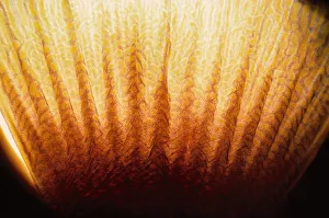 <b class=qtipBold><figcaption>Tail of Yellowbar Angelfish</figcaption></b><br>Jeff Rotman Underwater Photography, 6395-000116 Tail of Yellowbar Angelfish
