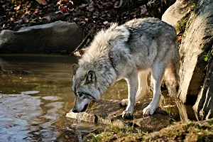 <b class=qtipBold><figcaption>Taking A Drink</figcaption></b><br>This Timber Wolf is taking a drink from a cool pond on a hot summer day.<br><em>© Copyright 2012 Michael Cummings</em> Taking A Drink