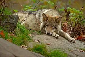 <b class=qtipBold><figcaption>Taking It Easy</figcaption></b><br>An adolescent Gray or Timber Wolf is relaxing on a grass covered rock.<br><em>© All photographs are owned and copyright by Michael Cummings</em> Taking It Easy