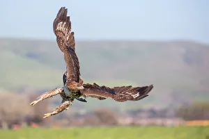 <b class=qtipBold><figcaption>Taking off</figcaption></b><br>A Red-tailed Hawk taking off pose at Laguna, Morgan Hill, CA<br><em>© 2016 Phoo Chan</em> Taking off