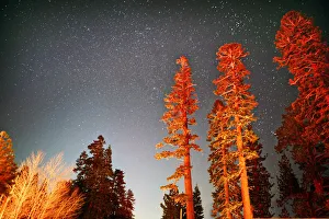 Tall sequoia trees at night under starry sky Tall sequoia trees at night under starry sky