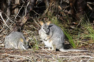 Tammar Wallaby, Dama Wallaby or Darma Wallaby (Macropus eugenii), Kangaroo Island Tammar Wallaby, Dama Wallaby or Darma Wallaby (Macropus eugenii), Kangaroo Island
