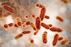Tannerella forsythia bacteria, illustration Tannerella forsythia bacteria, illustration