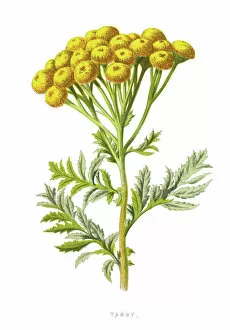 Images Dated 20th January 2019: tansy, bitter buttons, cow bitter