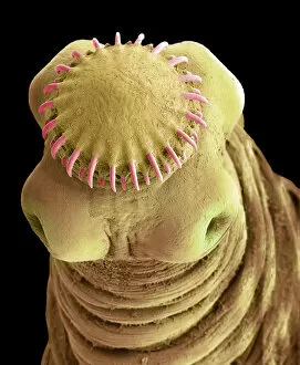 Images Dated 8th January 2019: Tapeworm cysticercus, SEM