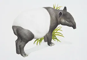 Tapirus indicus, Malayan tapir, side view Tapirus indicus, Malayan tapir, side view