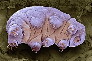 Aquatic Gallery: Tardigrade, SEM