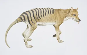Tasmanian Wolf or Thylacine, Thylacinus cynocephalus, side view Tasmanian Wolf or Thylacine, Thylacinus cynocephalus, side view