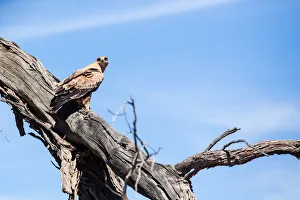 The tawny eagle (Aquila rapax) is a large bird of prey. Like all eagles, it belongs to the family Accipitridae The tawny eagle (Aquila rapax) is a large bird of prey. Like all eagles, it belongs to the family Accipitridae