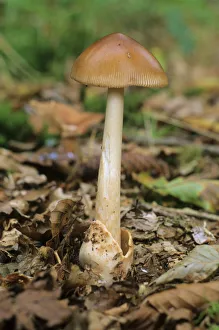 Tawny Grisette or Orange-brown Ringless Amanita (Amanita fulva) mushroom Tawny Grisette or Orange-brown Ringless Amanita (Amanita fulva) mushroom
