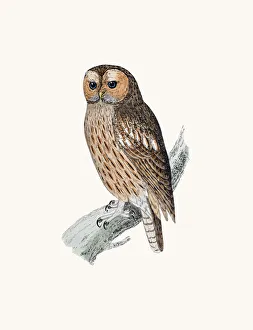 <b class=qtipBold><figcaption>Tawny owl bird</figcaption></b><br>A photograph of an original hand-colored engraving from The History of British Birds by Morris published in 1853-1891.<br><em>© mashuk</em> Tawny owl bird