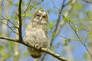 Immature Collection: Tawny owl (Strix aluco) 4-week-old young bird, not yet able to fly, branchling, Siegerland