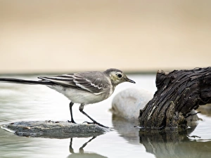 Tawny Pipit (Anthus campestris), drinking inside the water Tawny Pipit (Anthus campestris), drinking inside the water