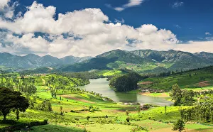 Tea estates around the Emerald Lake in Ooty Tea estates around the Emerald Lake in Ooty