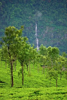 Tea Garden. Coonoor, Tamil Nadu, India Tea Garden. Coonoor, Tamil Nadu, India