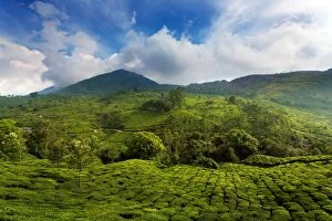 Idyllic Gallery: Tea plantation in India