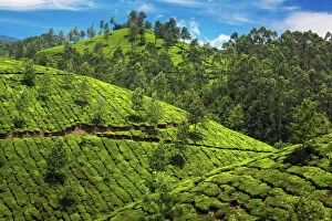 Idyllic Gallery: Tea plantations in India
