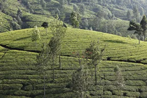 Tea plantations with trees in the highlands around Munnar, Western Ghats, Kerala, India Tea plantations with trees in the highlands around Munnar, Western Ghats, Kerala, India
