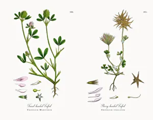 Teasel-headed Trefoil, Trifolium Maritimum, Victorian Botanical Illustration, 1863 Teasel-headed Trefoil, Trifolium Maritimum, Victorian Botanical Illustration, 1863