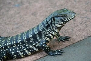 Reptile Collection: Tegu lizard at Iguazu Falls