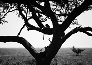 <b class=qtipBold><figcaption>The Tell-Tail Signs of a Leopard</figcaption></b><br>Serengeti, Tanzania<br><em>© Altai World Photography</em> The Tell-Tail Signs of a Leopard