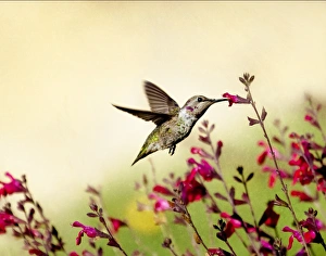 <b class=qtipBold><figcaption>The Tempest</figcaption></b><br>An Anna's Hummingbird hovering in flight and enjoying the nectar of these lovely red wildflowers at Shipley Nature Center in Huntington Beach, CA<br><em>© 2010 Susan Gary</em> The Tempest
