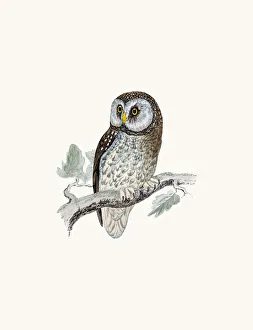 Tengmalm's owl bird Tengmalm's owl bird