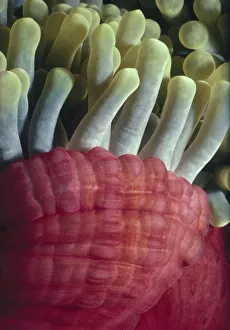 <b class=qtipBold><figcaption>Tentacles of Sea Anemone</figcaption></b><br>Jeff Rotman Underwater Photography, a0106-000111 Tentacles of Sea Anemone