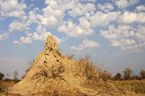 Termite hill under cumulus clouds in the Okavango Delta, Botswana, Africa