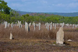 Termite mounds in the Litchfield National Park, Northern Territories, Australia Termite mounds in the Litchfield National Park, Northern Territories, Australia