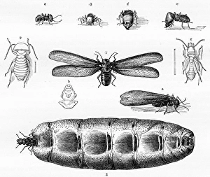 <b class=qtipBold><figcaption>Termites engraving 1884</figcaption></b><br>Brehms Thierleben (Tierleben). Allgemeine Kunde des Thierreichs. Vierte Abtheilung - Wirbellofe Thiere. Leipzig Verlag, 1884.<br><em>© This content is subject to copyright.</em> Termites engraving 1884