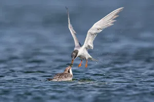 <b class=qtipBold><figcaption>Tern Feeding</figcaption></b><br>A tern parent feeding its chick<br><em>© 2015 Phoo Chan</em> Tern Feeding