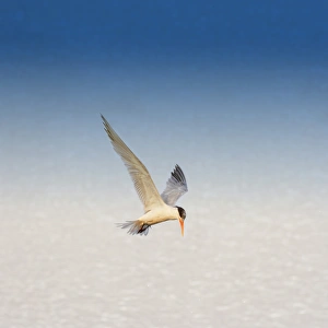 <b class=qtipBold><figcaption>Tern in flight</figcaption></b><br>Tern in flight above sea.<br><em>© 2010-2011 Susan Gary</em> Tern in flight