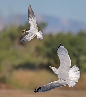 <b class=qtipBold><figcaption>Tern vs Gull</figcaption></b><br>An Elegant Tern being chased by a California Gull over a fresh catch.<br><em>© 2014 Phoo Chan</em> Tern vs Gull