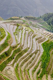 Terraced rice field, Longsheng Rice Terrace, China Terraced rice field, Longsheng Rice Terrace, China