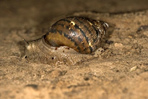 Terrestrial snail species -Pulmonata spec.-, Tambopata Nature Reserve, Madre de Dios region Terrestrial snail species -Pulmonata spec.-, Tambopata Nature Reserve, Madre de Dios region