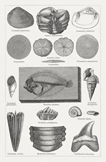 Tertiary fossils, wood engravings published in 1878 Tertiary fossils, wood engravings published in 1878