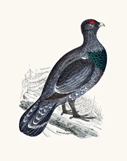 <b class=qtipBold><figcaption>Tetrao Capercally bird</figcaption></b><br>A photograph of an original hand-colored engraving from The History of British Birds by Morris published in 1853-1891.<br><em>© mashuk</em> Tetrao Capercally bird