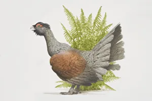 Tetrao urogallusm, Western Capercaillie, side view Tetrao urogallusm, Western Capercaillie, side view