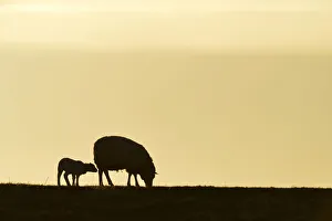 Texel sheep, mouflons -Ovis orientalis aries-, silhouette of ewe and lamb at dusk Texel sheep, mouflons -Ovis orientalis aries-, silhouette of ewe and lamb at dusk